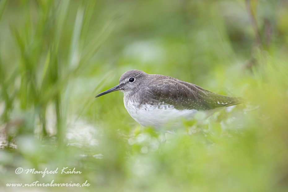 Waldwasserläufer ()_0098