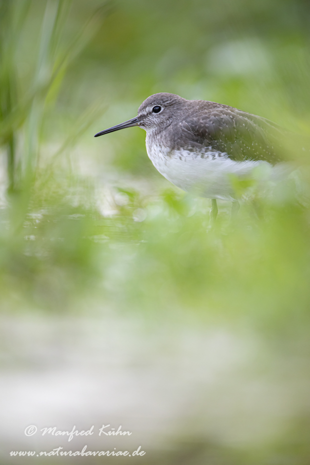 Waldwasserläufer ()_0100