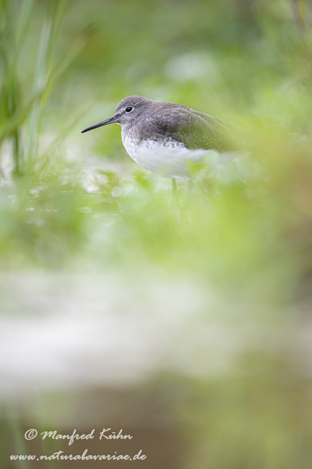 Waldwasserläufer ()_0103