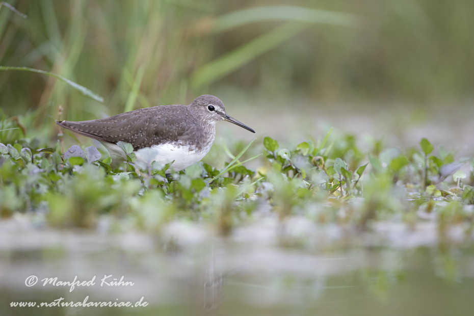 Waldwasserläufer ()_0117