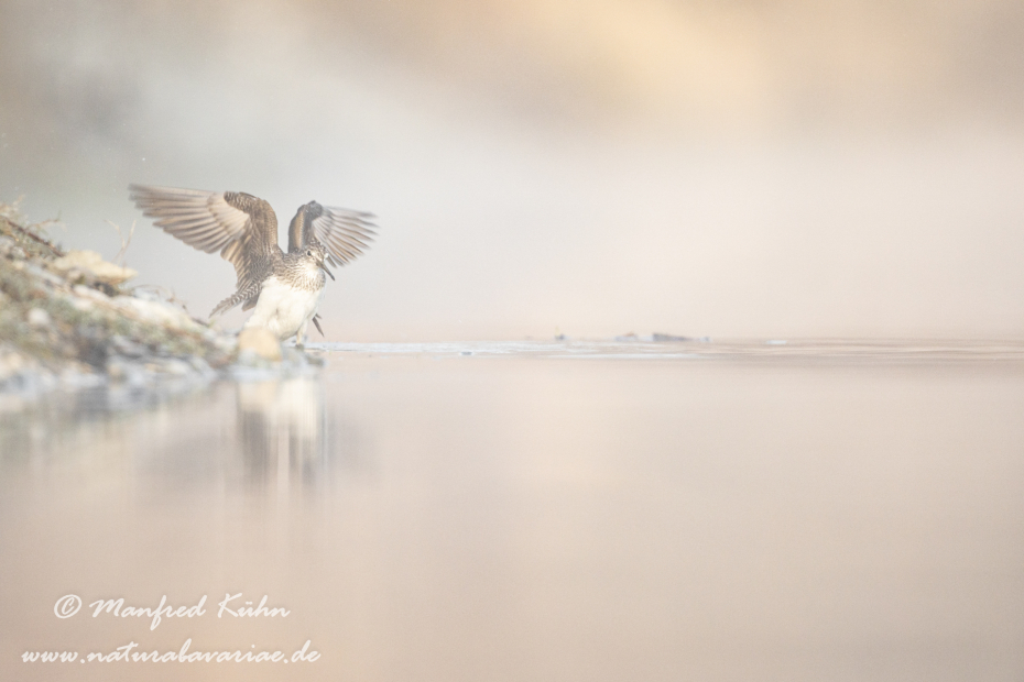 Waldwasserläufer ()_0130