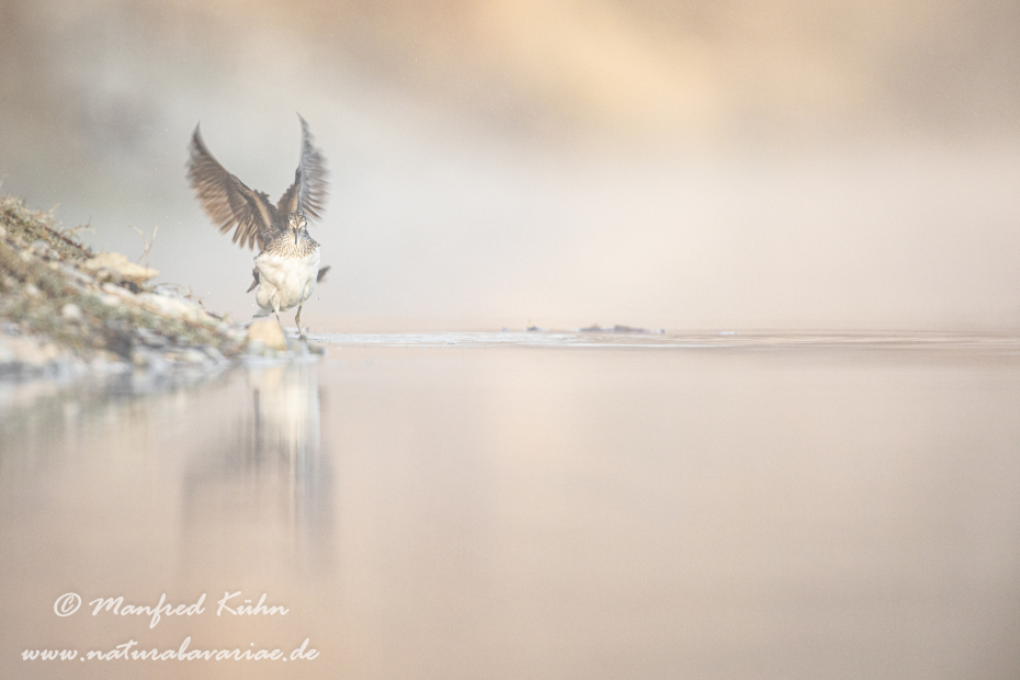 Waldwasserläufer ()_0131
