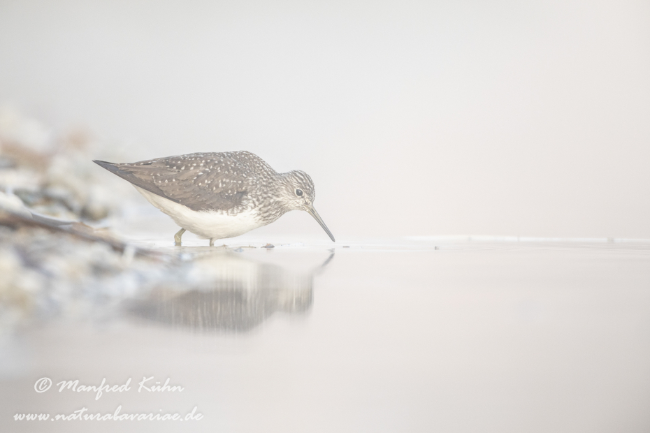 Waldwasserläufer ()_0134
