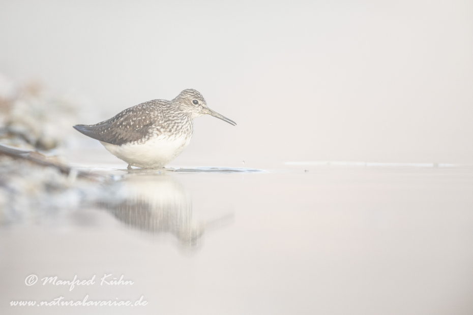 Waldwasserläufer ()_0137