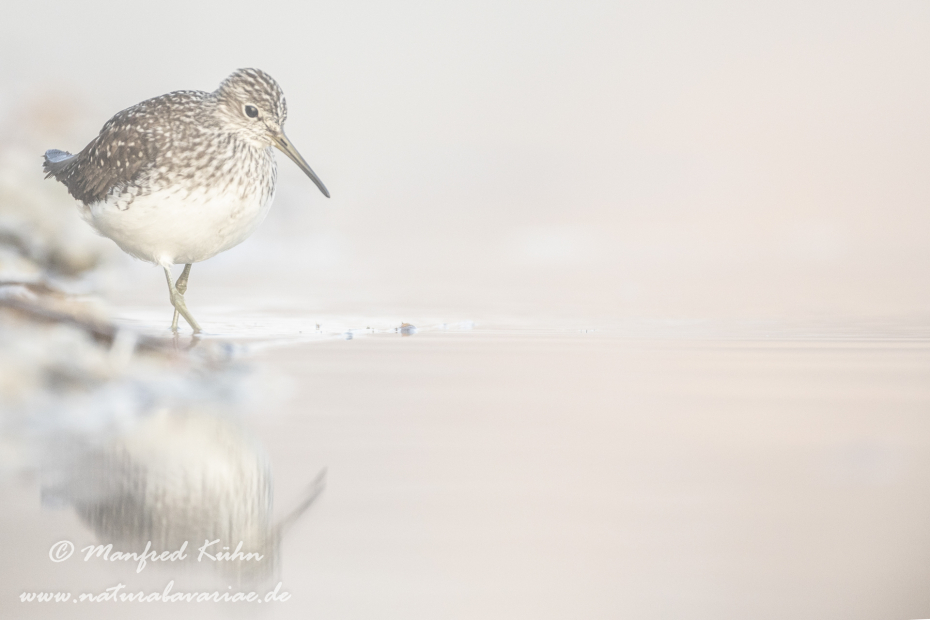 Waldwasserläufer ()_0141