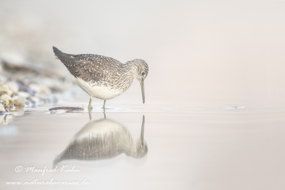 Waldwasserläufer ()_0144