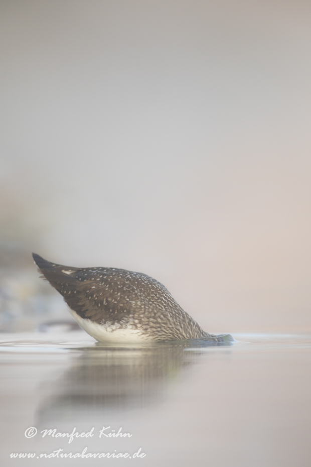 Waldwasserläufer ()_0148