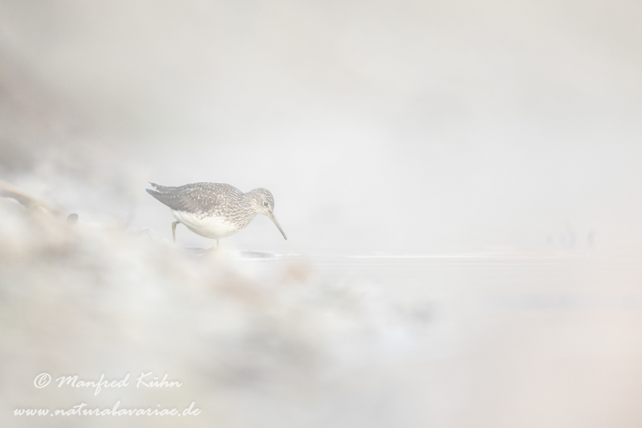 Waldwasserläufer ()_0152