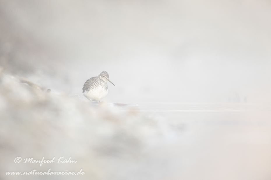 Waldwasserläufer ()_0155