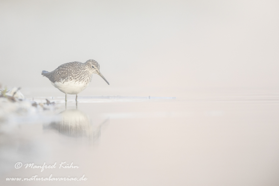 Waldwasserläufer ()_0163