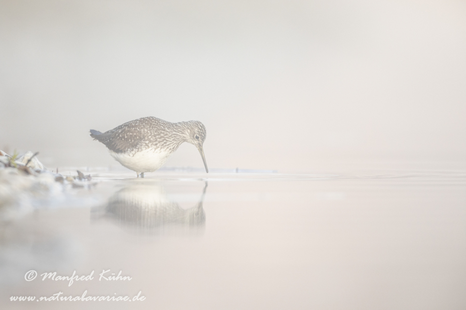 Waldwasserläufer ()_0165