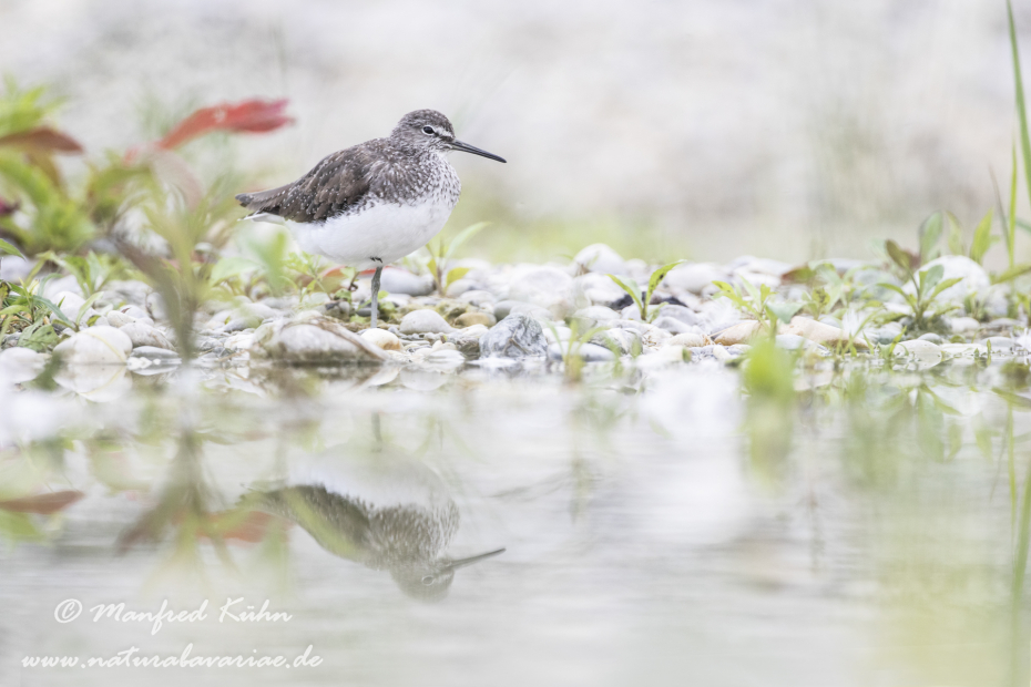 Waldwasserläufer ()_0180