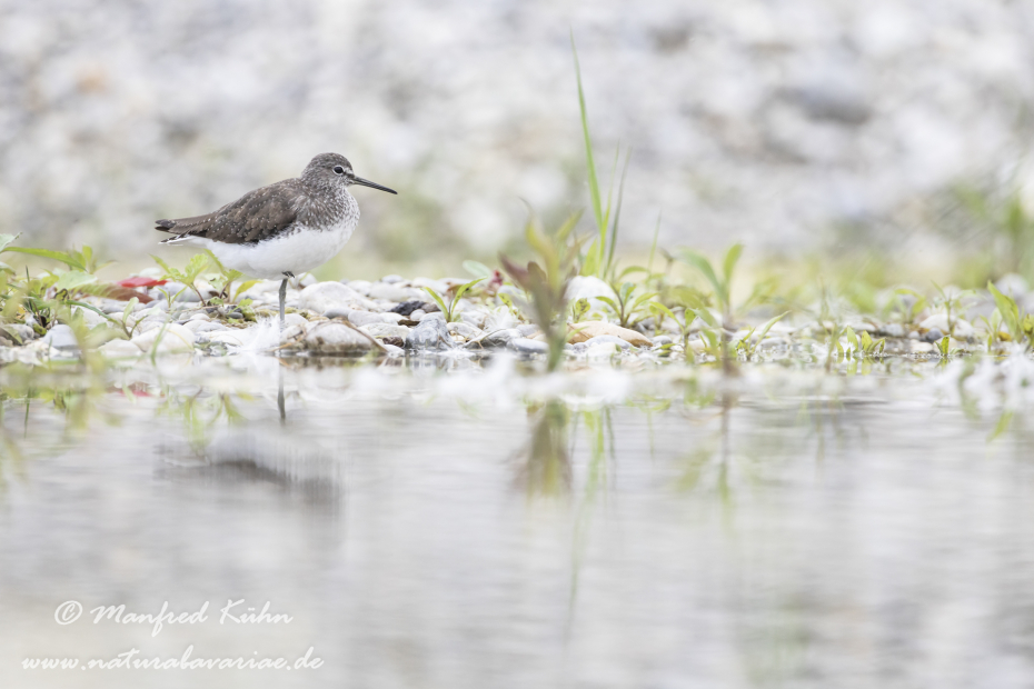 Waldwasserläufer ()_0181
