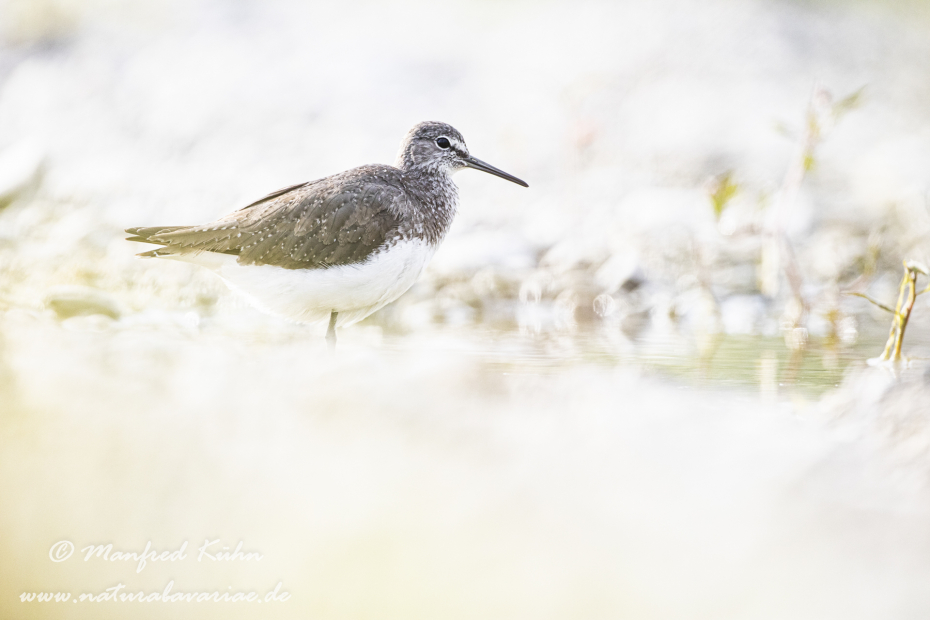 Waldwasserläufer ()_0188