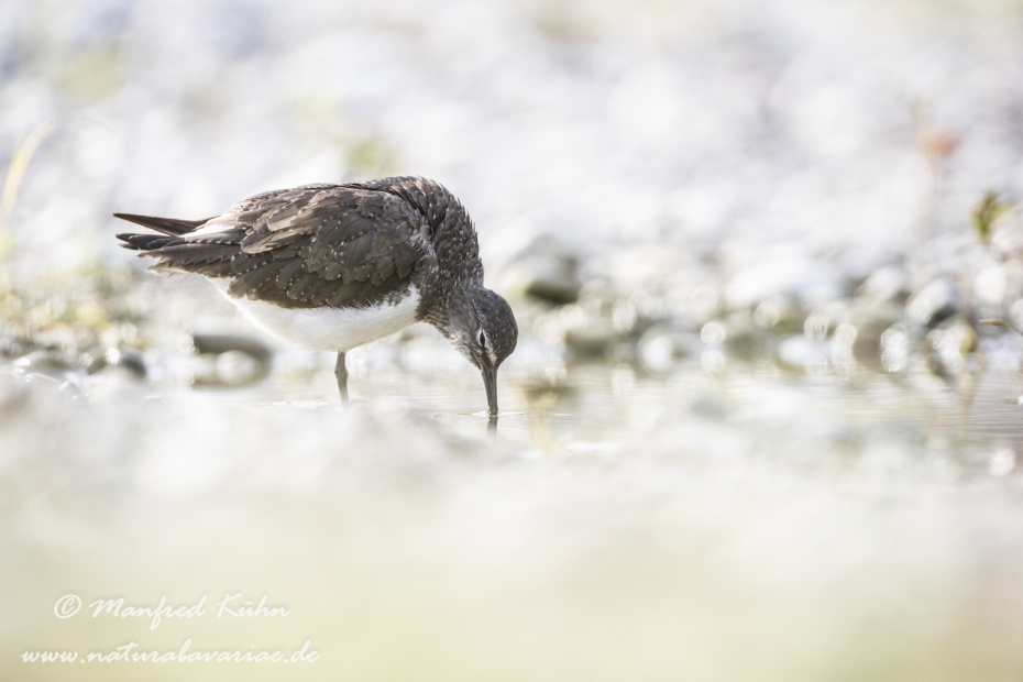 Waldwasserläufer ()_0190
