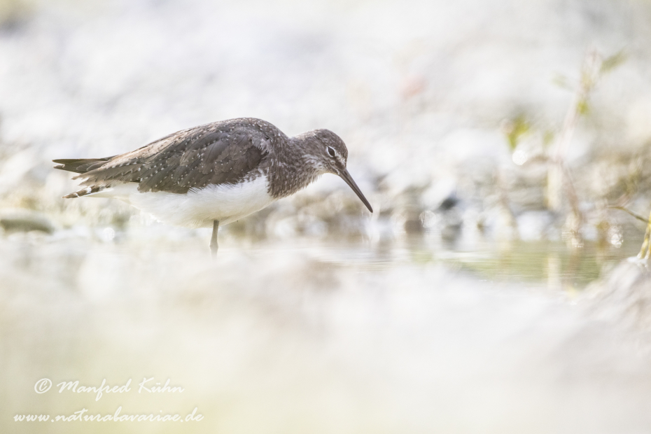 Waldwasserläufer ()_0192