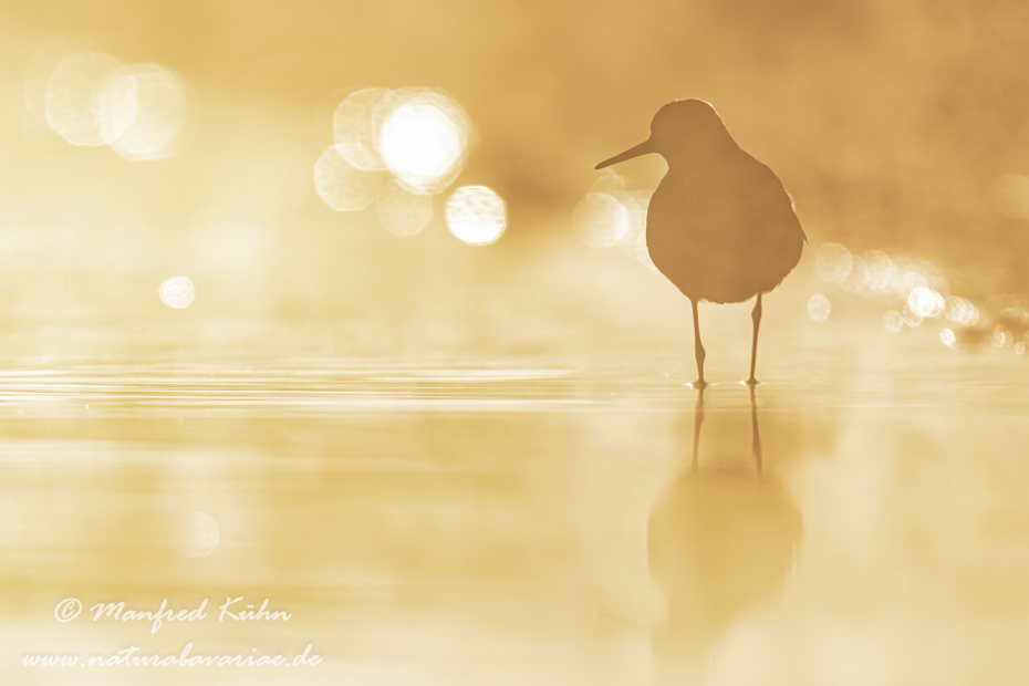 Waldwasserläufer ()_0202