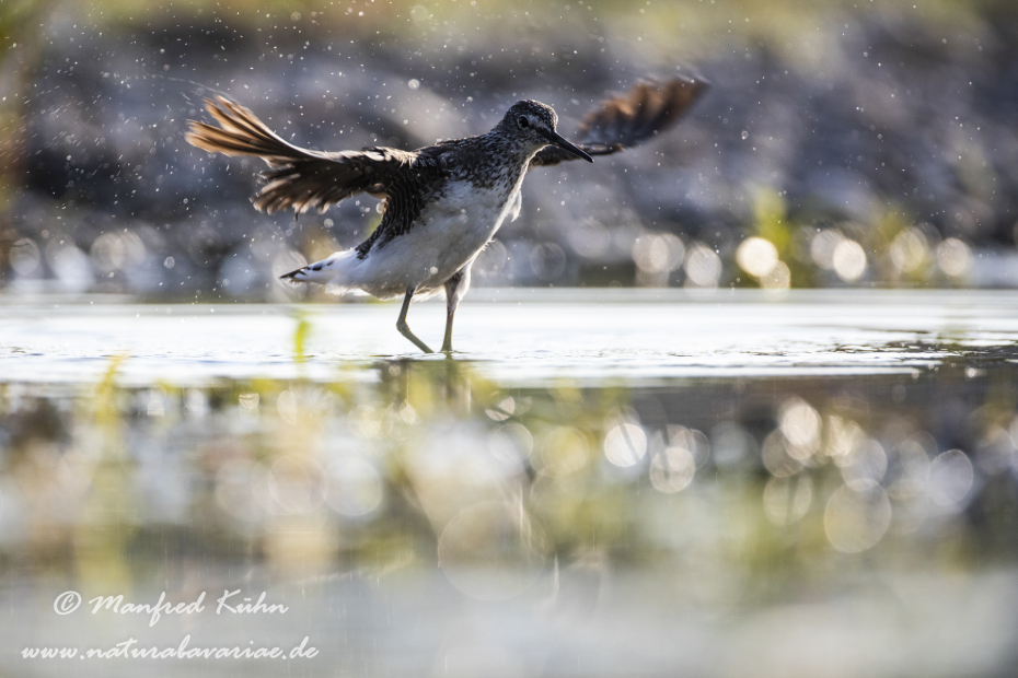 Waldwasserläufer ()_0204