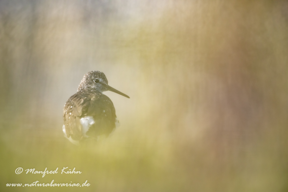 Waldwasserläufer ()_0205