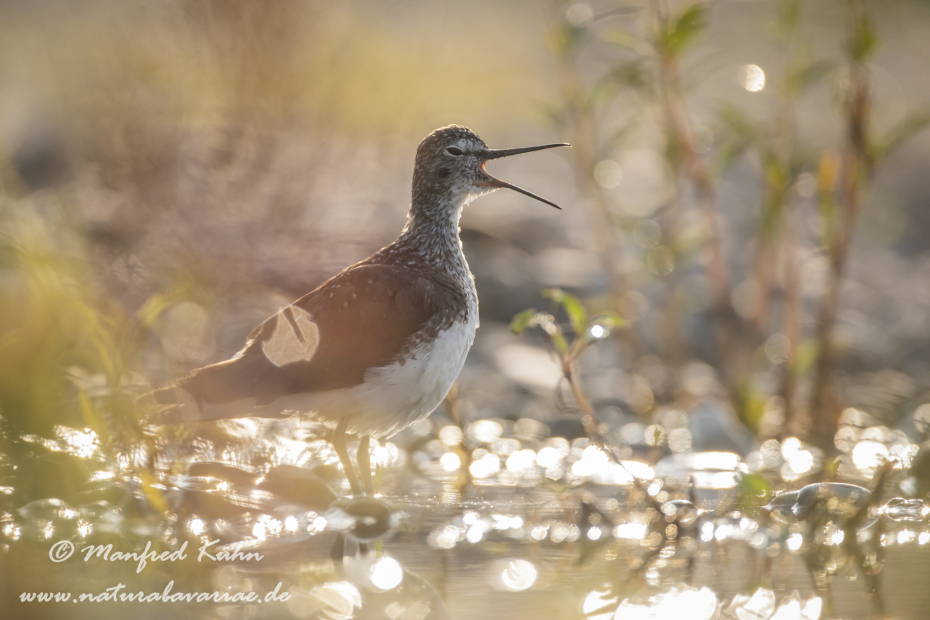 Waldwasserläufer ()_0208