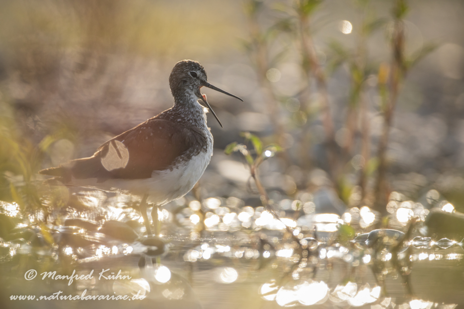 Waldwasserläufer ()_0211