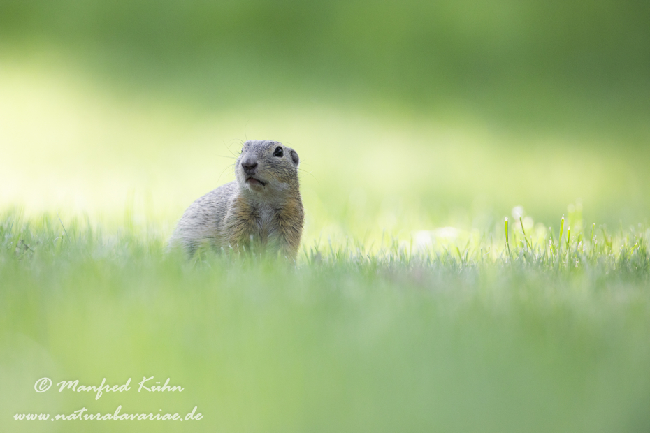 Ziesel ()_0081