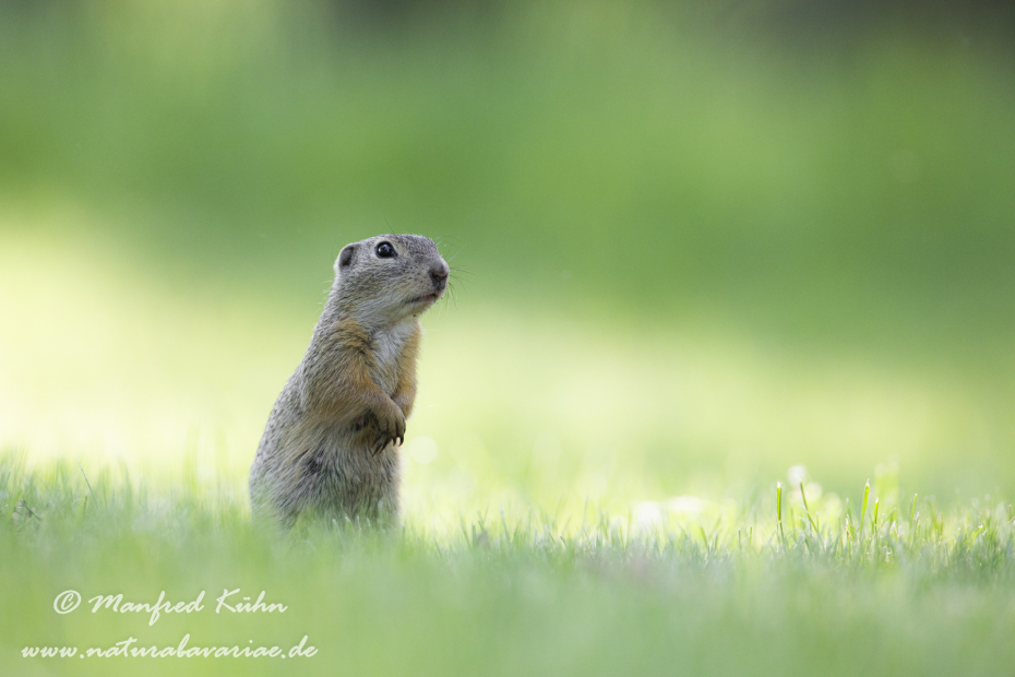 Ziesel ()_0083