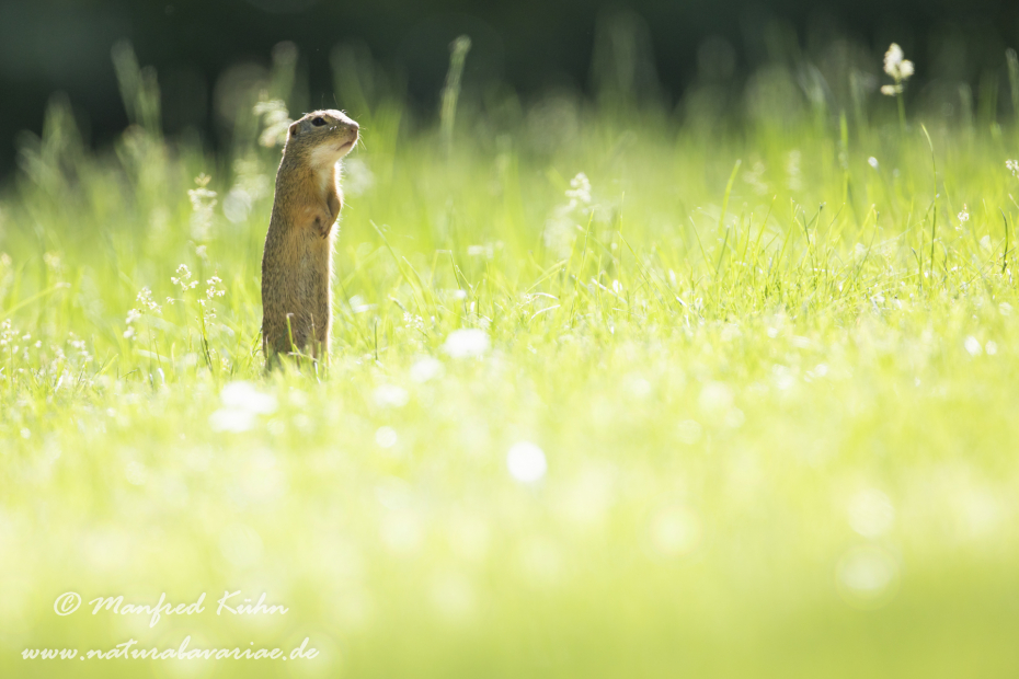 Ziesel ()_0047
