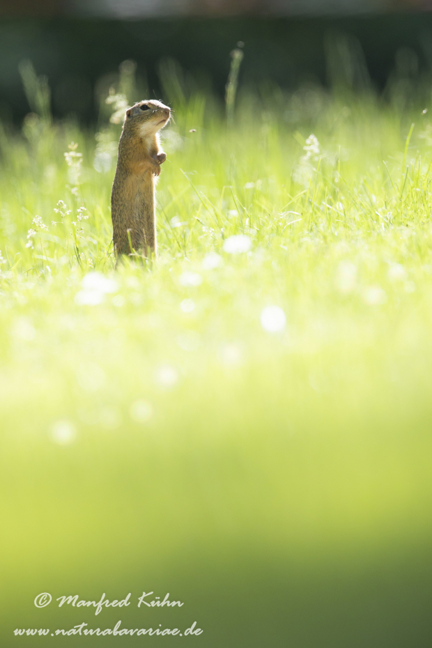 Ziesel ()_0052