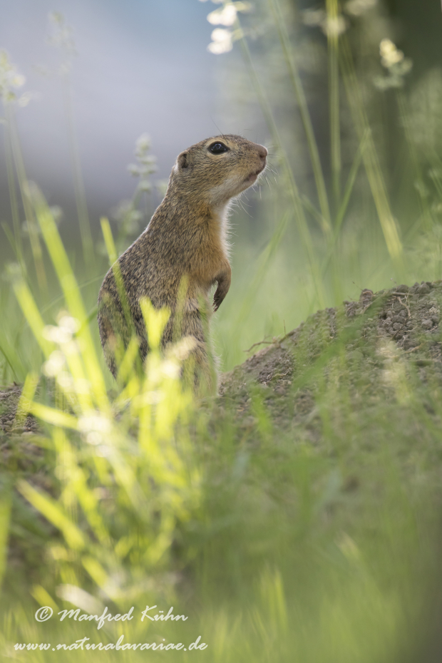Ziesel ()_0053