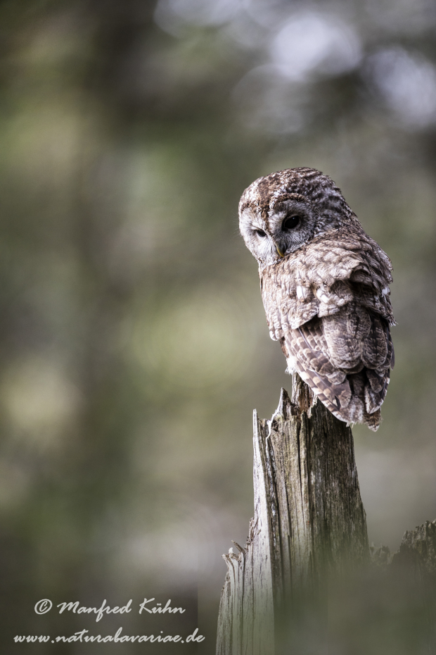 Waldkauz ()_0114