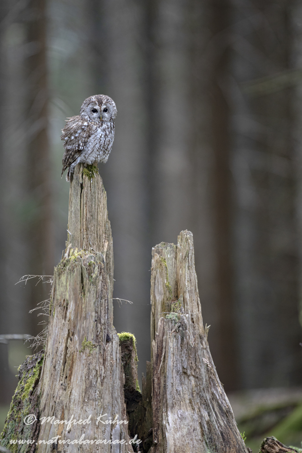 Waldkauz ()_0123