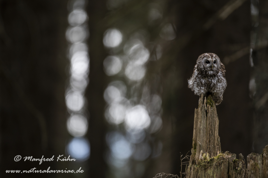 Waldkauz ()_0129