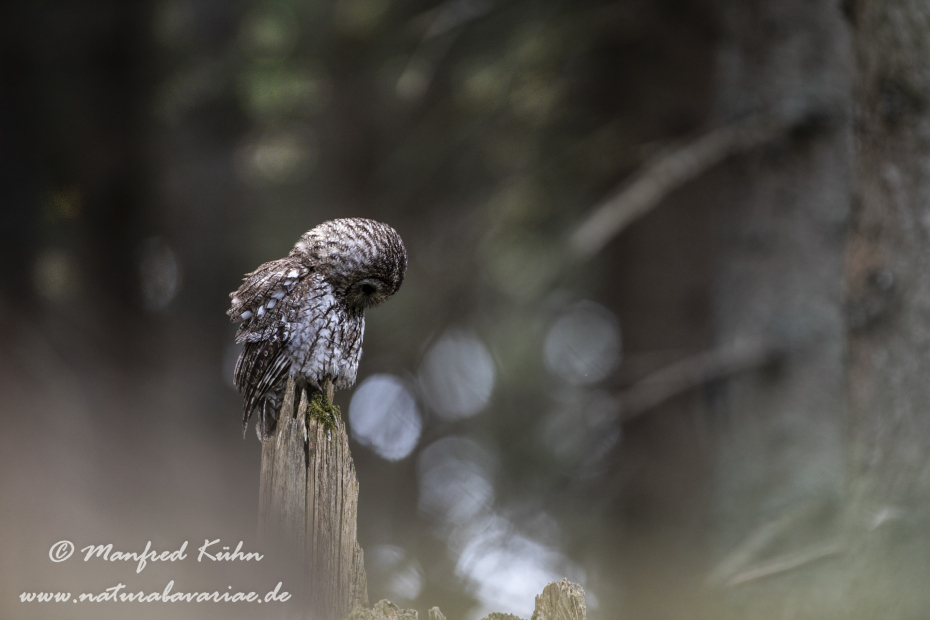 Waldkauz ()_0136