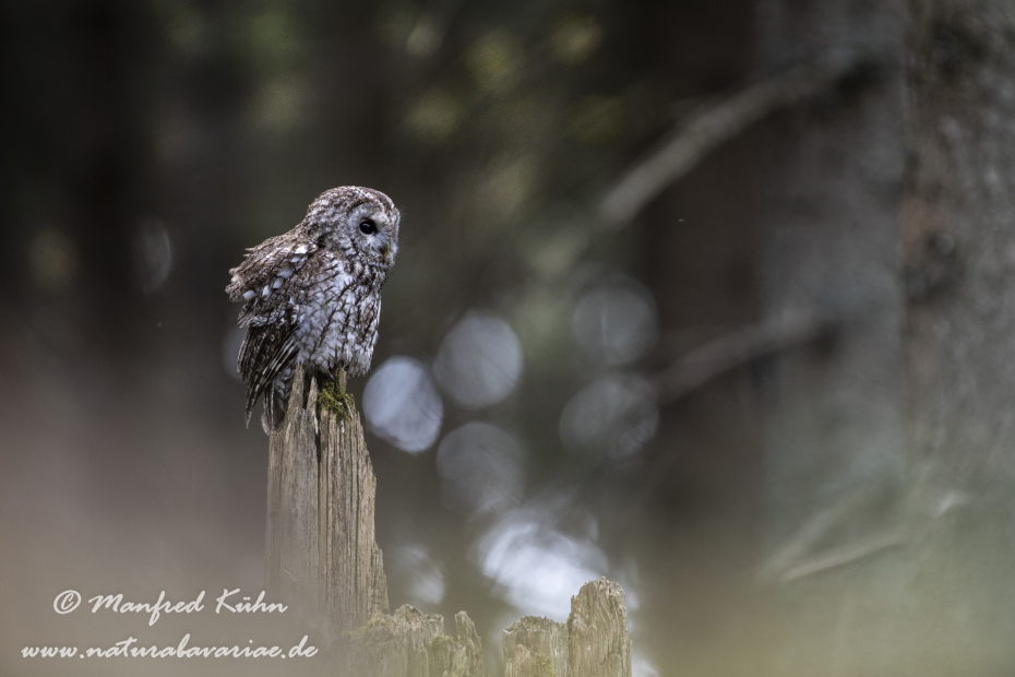 Waldkauz ()_0139