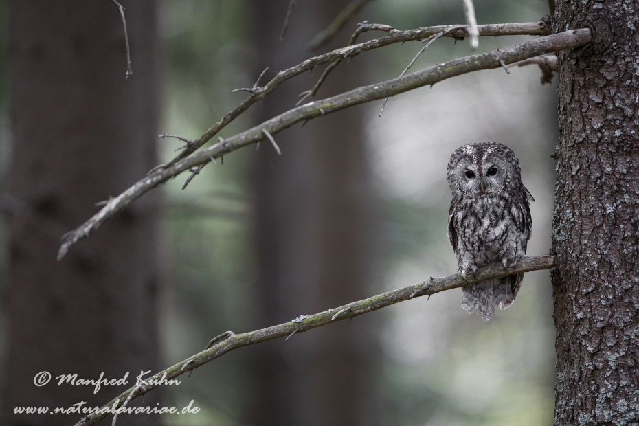 Waldkauz ()_0146