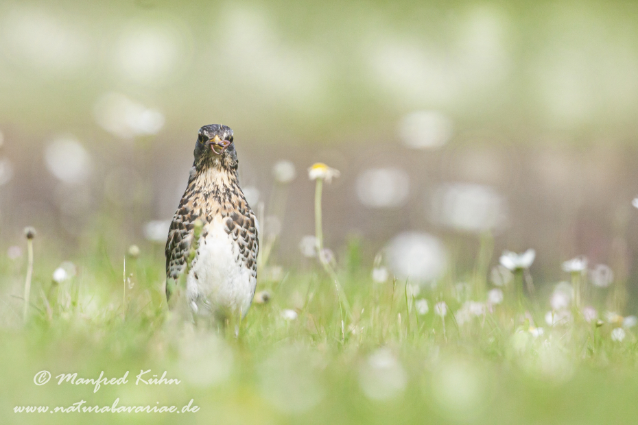 Wacholderdrossel ()_0050