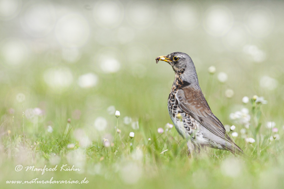 Wacholderdrossel ()_0051
