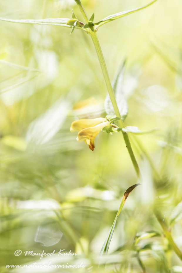 Wachtelweizen (Wald-)_0003