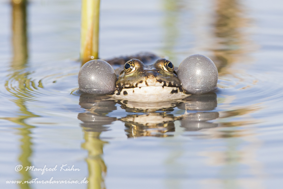 Teichfrosch ()_0013