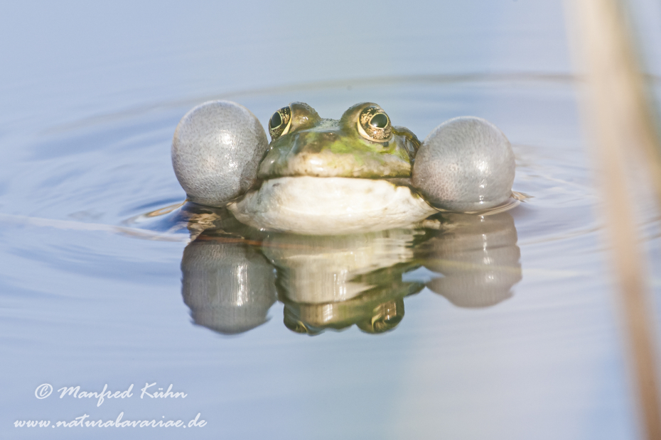 Teichfrosch ()_0028