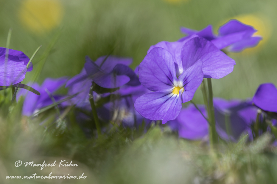 Veilchen (Gesporntes)_0007