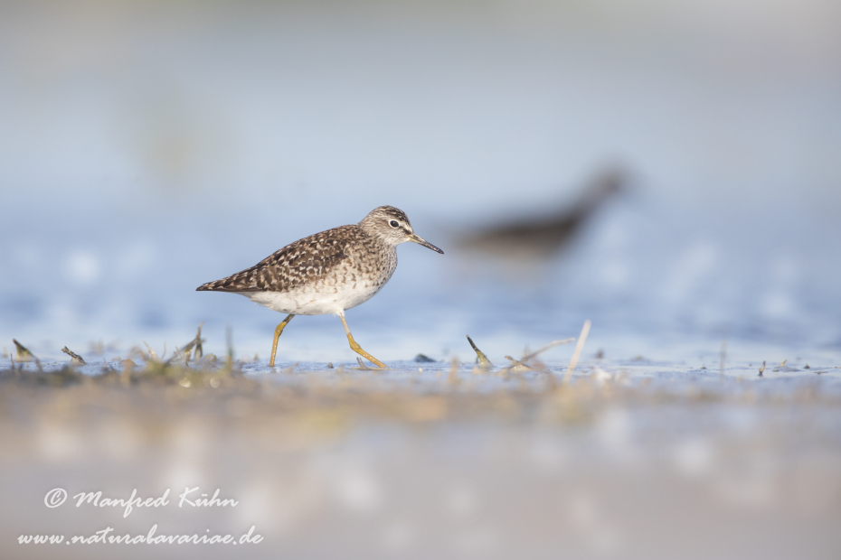 Bruchwasserläufer ()_0041
