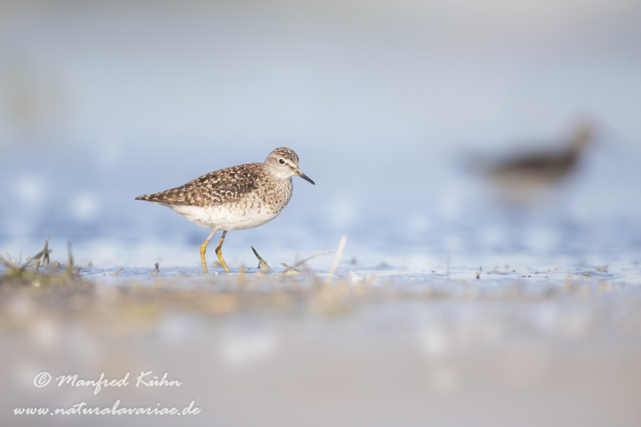 Bruchwasserläufer ()_0042