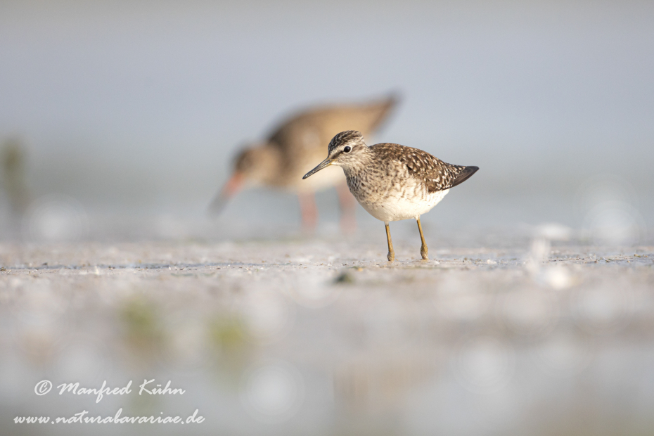 Bruchwasserläufer ()_0061