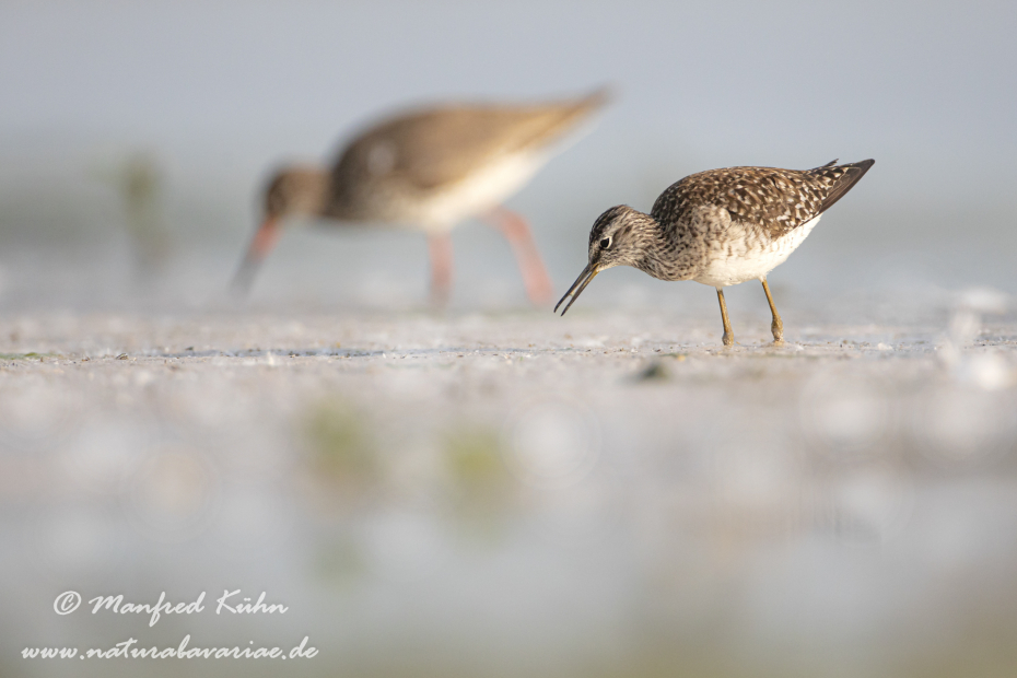 Bruchwasserläufer ()_0063