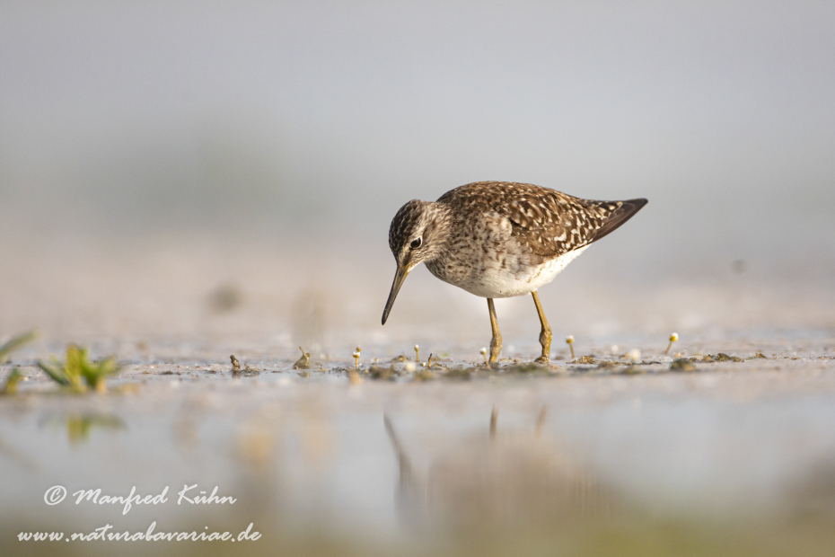 Bruchwasserläufer ()_0067
