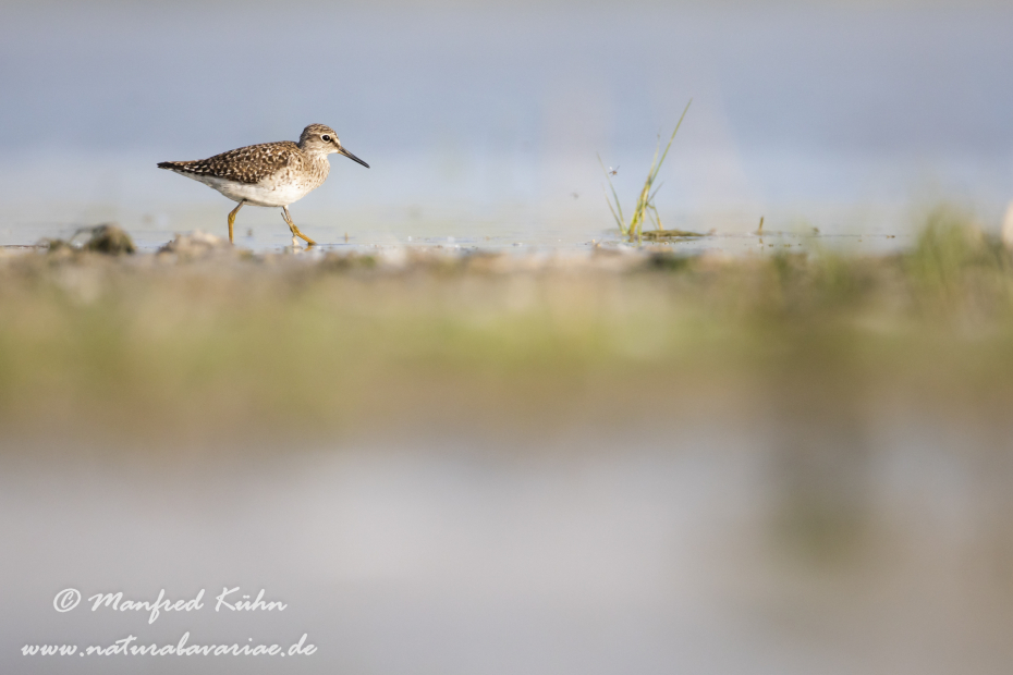 Bruchwasserläufer ()_0071