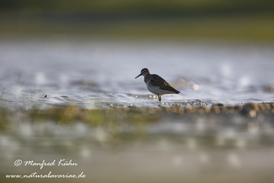 Bruchwasserläufer ()_0073