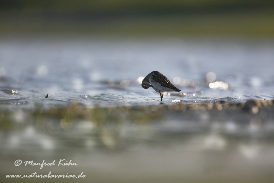 Bruchwasserläufer ()_0074